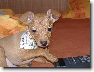 PRAGUE RATTER