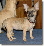 Chihuahua