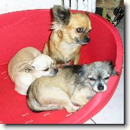 Chihuahua