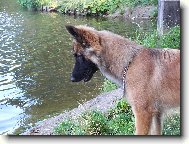 Chien de Berger Belge