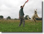 Berger Blanc Suisse, White Swiss Shepherd Dog