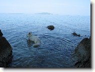 Berger Blanc Suisse, White Swiss Shepherd Dog