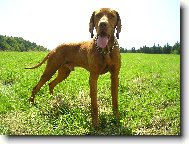 Rövidszörü Magyar Vizsla, Hungarian Short-haired Pointing Dog