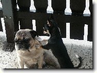 Chihuahua