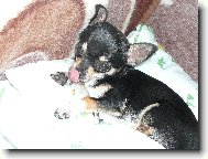 Chihuahua