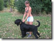 Riesenschnauzer