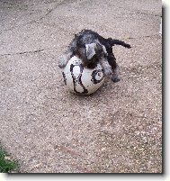 Zwergschnauzer, Miniature Schnauzer