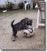 Zwergschnauzer, Miniature Schnauzer