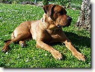 Tosa Inu, Japanese Fighting Dog