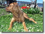 Tosa Inu, Japanese Fighting Dog
