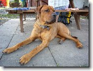 Tosa Inu, Japanese Fighting Dog