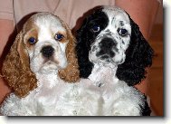 American Cocker Spaniel