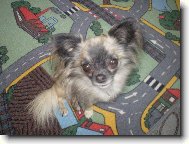 Chihuahua