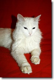 Turkish Angora \(Cat\)