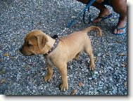 American Staffordshire Terrier Blue Lacy