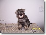 Zwergschnauzer, Miniature Schnauzer