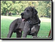 Deutsche Dogge