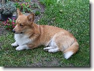 Pembrok Welsh Corgi