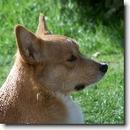 Pembrok Welsh Corgi