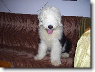 Old english sheepdog \(bobtail\) \(Dog standard\)