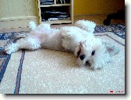 Bichon Havanais, Havanese