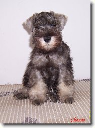 Zwergschnauzer, Miniature Schnauzer