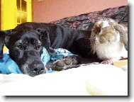 Deutsche Dogge