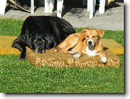 Deutsche Dogge
