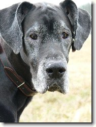 Deutsche Dogge