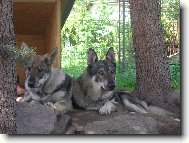 Czechoslovakian wolfdog