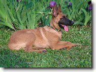 Chien de Berger Belge - Malinois