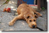 Irish  terrier \(Dog standard\)