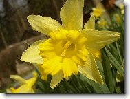 Narcis