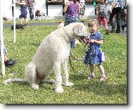 Irish wolfhound \\\\\(Dog standard\\\\\)