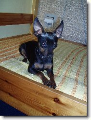 PRAGUE RATTER