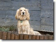 English Cocker Spaniel