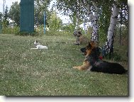 Parson Russel Terrier
