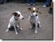 Parson Russel Terrier