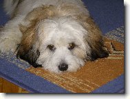 Bichon Havanais, Havanese
