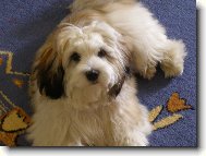 Bichon Havanais, Havanese