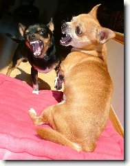 Chihuahua