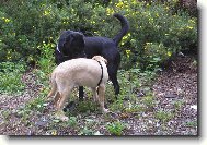 Labrador Retriever