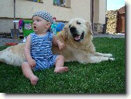 Golden Retriever