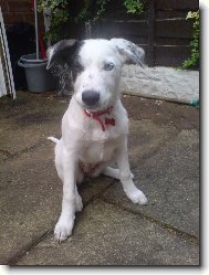 Border Collie