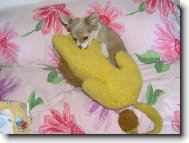 Chihuahua