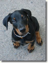Dobermann, Doberman
