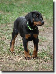 Dobermann, Doberman
