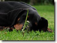 Dobermann, Doberman