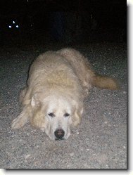 Maremma and abruzzes shepherd dog \(Dog standard\)