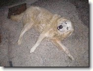 Maremma and abruzzes shepherd dog \(Dog standard\)